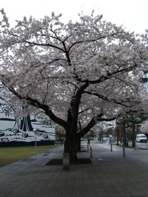 雨模様ではあったが、十和田市では桜が満開だった♪